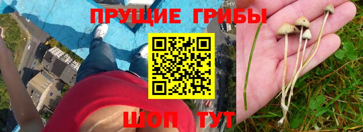 Галлюциногенные грибы ЛСД Кореновск